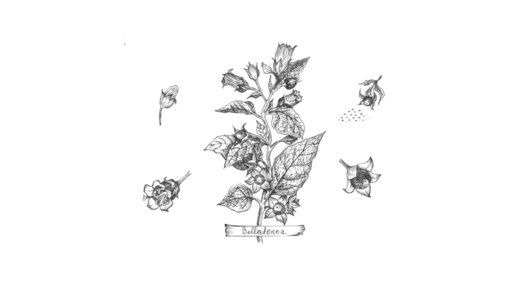 Belladonna